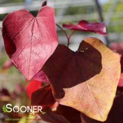 FLAME THROWER® REDBUD 11 FLAME THROWER® REDBUD -Greenscape Shop DETA4 4074