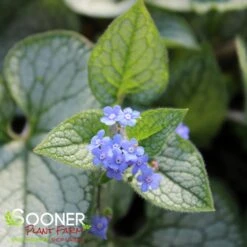 QUEEN OF HEARTS BRUNNERA -Greenscape Shop DETA4 4100