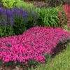PAINT THE TOWN MAGENTA DIANTHUS 2 PAINT THE TOWN MAGENTA DIANTHUS -Greenscape Shop DETA4 4107