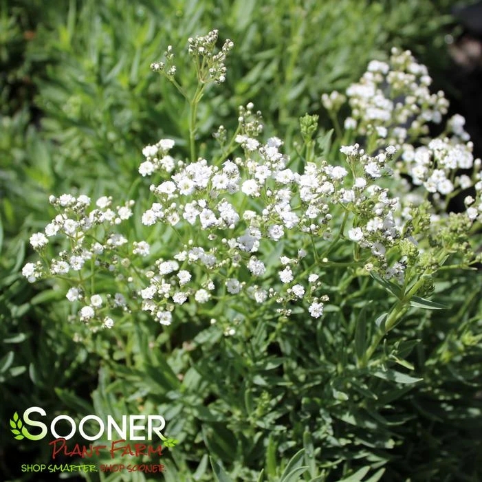 FESTIVAL STAR® BABY'S BREATH 6 FESTIVAL STAR® BABY'S BREATH - Image 4