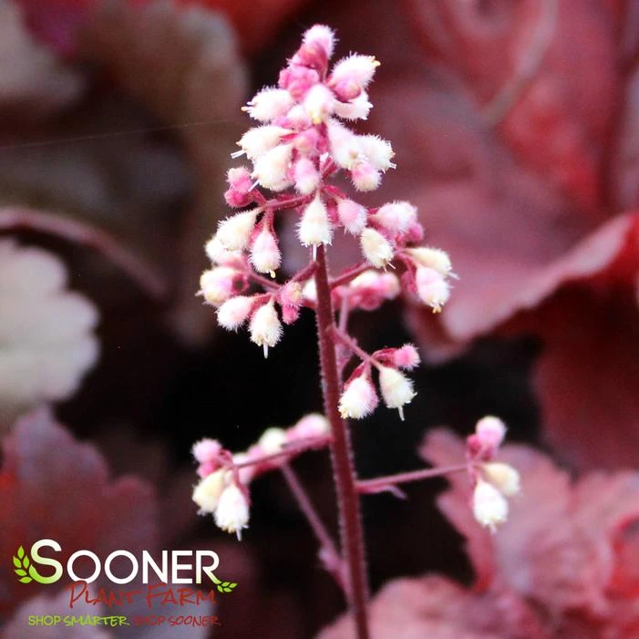 PRIMO® MAHOGANY MONSTER CORAL BELLS 4 PRIMO® MAHOGANY MONSTER CORAL BELLS - Image 3