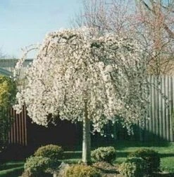 SNOW FOUNTAIN WEEPING FLOWERING CHERRY -Greenscape Shop DETA4 433