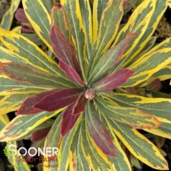 ASCOT RAINBOW EUPHORBIA -Greenscape Shop DETA4 4375