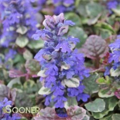BURGUNDY GLOW AJUGA -Greenscape Shop DETA4 447