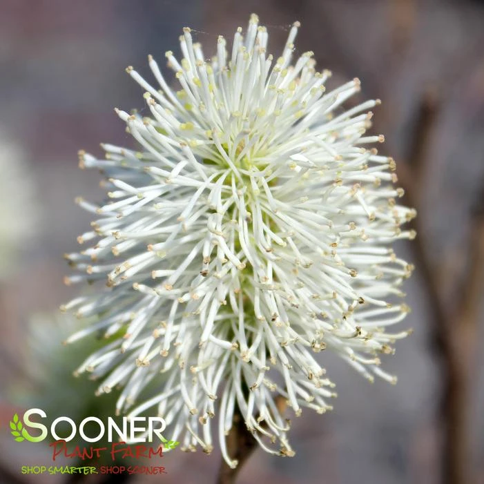 BLUE SHADOW WITCH ALDER 4 BLUE SHADOW WITCH ALDER - Image 2