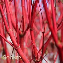 New Products -Greenscape Shop DETA4 47