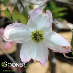 APACHE DOGWOOD -Greenscape Shop DETA4 4700