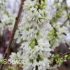 WHITE CHINESE REDBUD 1 WHITE CHINESE REDBUD -Greenscape Shop DETA4 4777