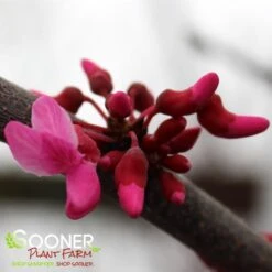 TENNESSEE PINK REDBUD 7 TENNESSEE PINK REDBUD -Greenscape Shop DETA4 4802