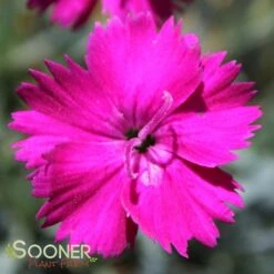 NEON STAR DIANTHUS -Greenscape Shop DETA4 496