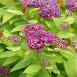 DOUBLE PLAY® DOLLY™ SPIRAEA 12 DOUBLE PLAY® DOLLY™ SPIRAEA -Greenscape Shop DETA4 5303