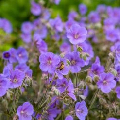 BOOM CHOCOLATTA CRANESBILL GERANIUM -Greenscape Shop DETA4 5374
