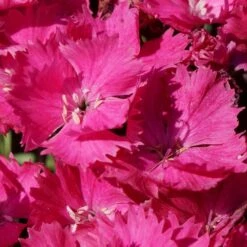 VIVID™ BRIGHT LIGHT DIANTHUS 9 VIVID™ BRIGHT LIGHT DIANTHUS -Greenscape Shop DETA4 5410
