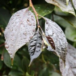 NIGHTFALL® WEEPING JAPANESE SNOWBELL 9 NIGHTFALL® WEEPING JAPANESE SNOWBELL -Greenscape Shop DETA4 5476