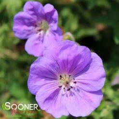 ROZANNE CRANESBILL GERANIUM -Greenscape Shop DETA4 561