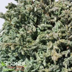 CURLY TOPS SAWARA FALSE CYPRESS