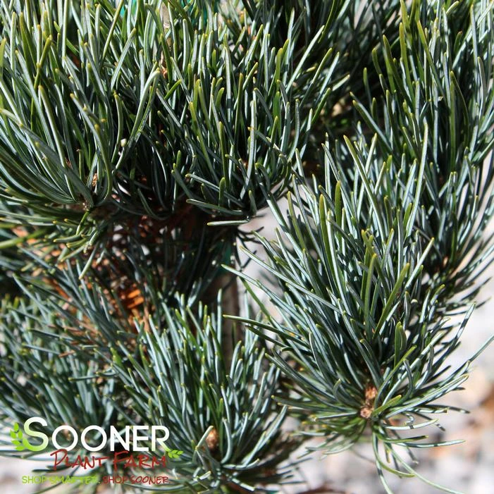 BLUE SHORT-NEEDLED JAPANESE WHITE PINE 5 BLUE SHORT-NEEDLED JAPANESE WHITE PINE - Image 3