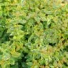 BRILLIANTINA™ ABELIA 2 BRILLIANTINA™ ABELIA -Greenscape Shop DETA4 5720