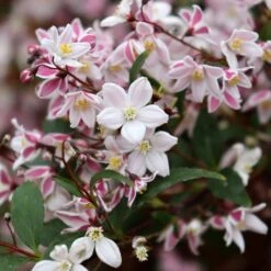 YUKI KABUKI™ DEUTZIA -Greenscape Shop DETA4 5762