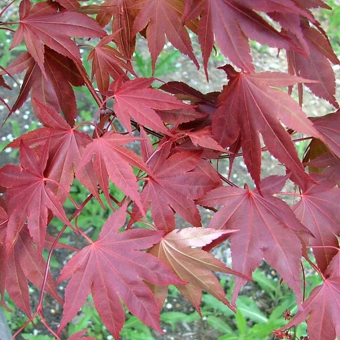SAMURAI SWORD™ UPRIGHT JAPANESE MAPLE 4 SAMURAI SWORD™ UPRIGHT JAPANESE MAPLE - Image 2