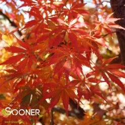 OMURA YAMA UPRIGHT JAPANESE MAPLE -Greenscape Shop DETA4 709