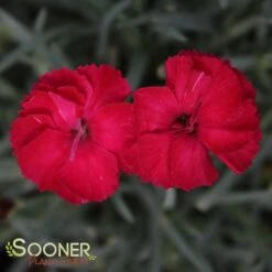 FROSTY FIRE DIANTHUS