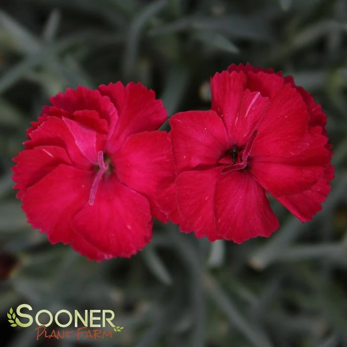 FROSTY FIRE DIANTHUS 3 FROSTY FIRE DIANTHUS