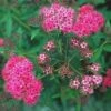 ANTHONY WATERER RED SPIRAEA 2 ANTHONY WATERER RED SPIRAEA -Greenscape Shop DETA5 1046