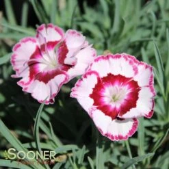 RASPBERRY SWIRL DIANTHUS -Greenscape Shop DETA5 1178