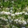JAPANESE SNOWBELL -Greenscape Shop DETA5 1271