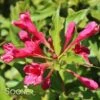 RED PRINCE WEIGELA 1 RED PRINCE WEIGELA -Greenscape Shop DETA5 1296