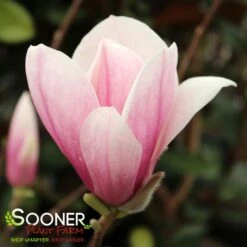 SAUCER MAGNOLIA -Greenscape Shop DETA5 1304