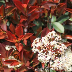 FIREBALL RED™ PHOTINIA -Greenscape Shop DETA5 1341