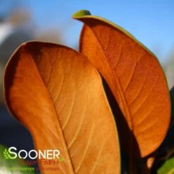 TEDDY BEAR® MAGNOLIA -Greenscape Shop DETA5 144