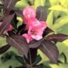 WINE & ROSES® WEIGELA -Greenscape Shop DETA5 150