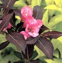 WINE & ROSES® WEIGELA 3 WINE & ROSES® WEIGELA
