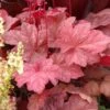 AUTUMN LEAVES CORAL BELLS -Greenscape Shop DETA5 1504