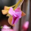 THE RISING SUN™ REDBUD -Greenscape Shop DETA5 1530