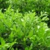 GREEN BORDERS™ BOXWOOD -Greenscape Shop DETA5 1570