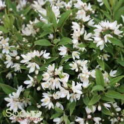 NIKKO SLENDER DEUTZIA -Greenscape Shop DETA5 1581