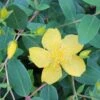 SUNBURST ST. JOHN'S WORT -Greenscape Shop DETA5 1586