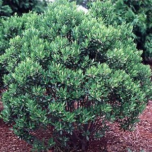 SHAMROCK COMPACT INKBERRY 4 SHAMROCK COMPACT INKBERRY - Image 2