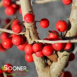 WARREN'S RED POSSUMHAW HOLLY -Greenscape Shop DETA5 1598