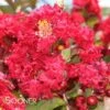 DYNAMITE® CRAPEMYRTLE -Greenscape Shop DETA5 161