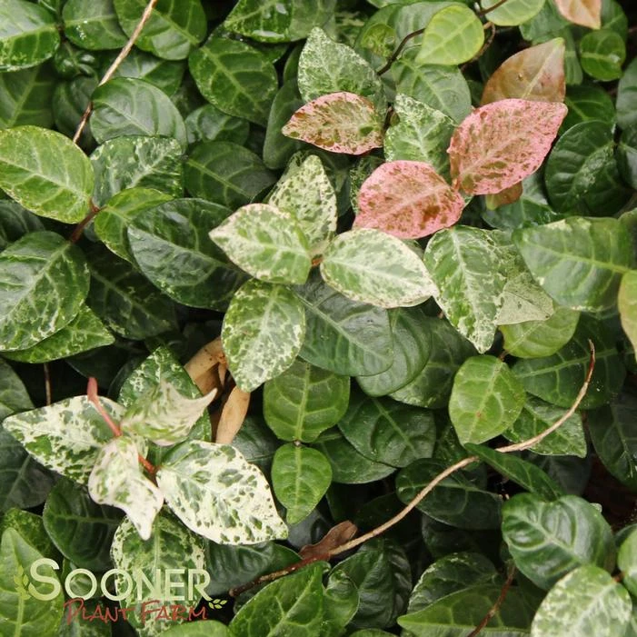 SNOW N SUMMER™ ASIATIC JASMINE 7 SNOW N SUMMER™ ASIATIC JASMINE - Image 5