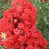 RED ROCKET® CRAPEMYRTLE -Greenscape Shop DETA5 164