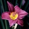 BARBARY CORSAIR DAYLILY -Greenscape Shop DETA5 1764