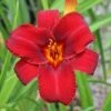 MALLARD DAYLILY -Greenscape Shop DETA5 1772
