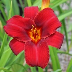 MALLARD DAYLILY