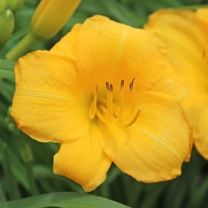 YELLOW LOLLIPOP DAYLILY 4 YELLOW LOLLIPOP DAYLILY - Image 2